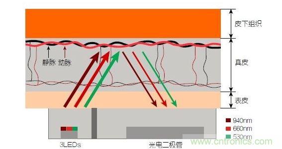 反射光脈搏測量原理。傳感器發(fā)出的光透過皮膚和組織，一部分被吸收，一部分被反射回檢測器。因?yàn)閯用}中的血流量隨心臟的每次跳動會有所變化，因此光線被吸收的量以及檢測器收到的信號強(qiáng)度也會隨之發(fā)生改變。綠光可以在手腕處提供最佳結(jié)果，而紅光和紅外光一般用于手指測量。 8