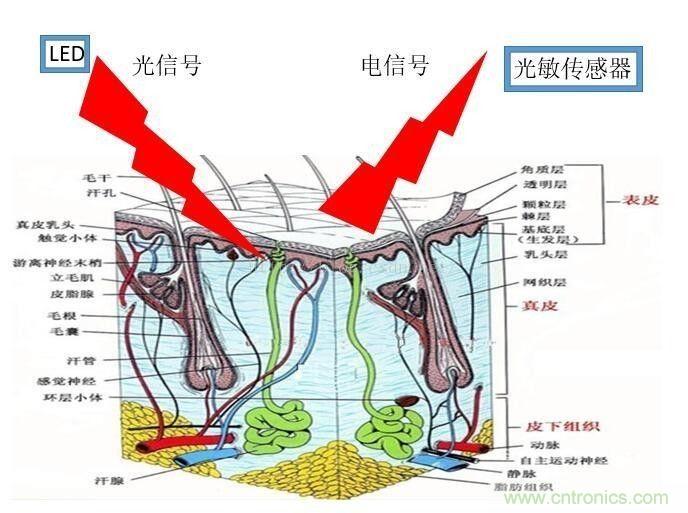 淺析穿戴設(shè)備中的光學(xué)心率傳感器