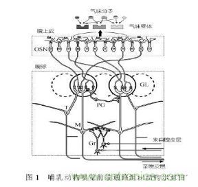 仿生傳感器的定義、原理、分類(lèi)及應(yīng)用